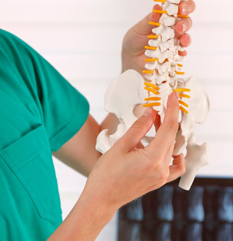 chiropractor showing a 3d model of spine - Chiropractor in Buford, GA